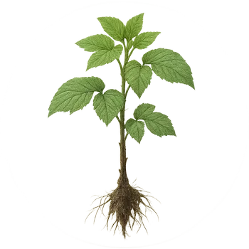 Саженец малины